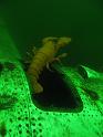 2009-12-05 - 11 - Homard